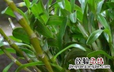 金钗泡水喝有什么功效和禁忌 金钗泡水喝有什么功效