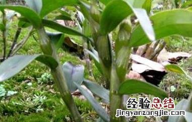 金钗泡水喝有什么功效和禁忌 金钗泡水喝有什么功效