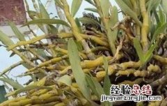 金钗石斛的护肤功效 金钗石斛的美容功效