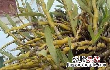 金钗石斛的护肤功效 金钗石斛的美容功效