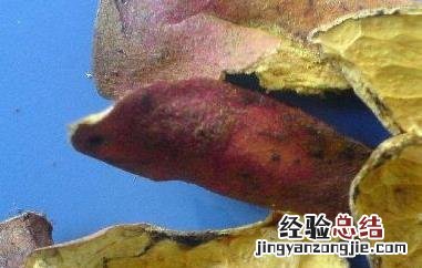 石榴皮泡水喝有什么功效与作用 石榴皮泡水喝有什么功效