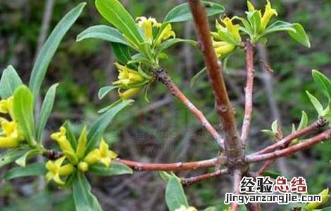 祖师麻的功效与作用 祖师麻的功效与作用及禁忌