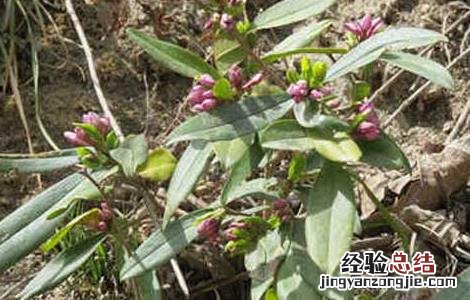 祖师麻的功效与作用 祖师麻的功效与作用及禁忌