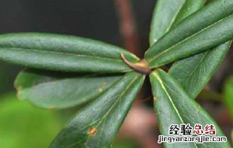 祖师麻的功效与作用 祖师麻的功效与作用及禁忌