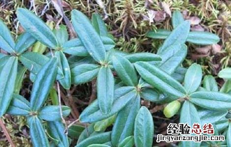 祖师麻的功效与作用 祖师麻的功效与作用及禁忌