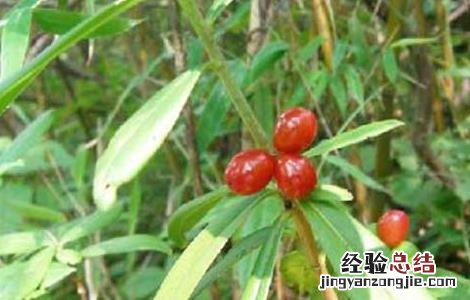 祖师麻的功效与作用 祖师麻的功效与作用及禁忌