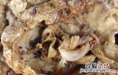 紫河车的功效与作用 紫河车的功效与作用的功能与主治