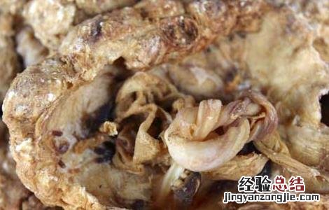 紫河车的功效与作用 紫河车的功效与作用的功能与主治
