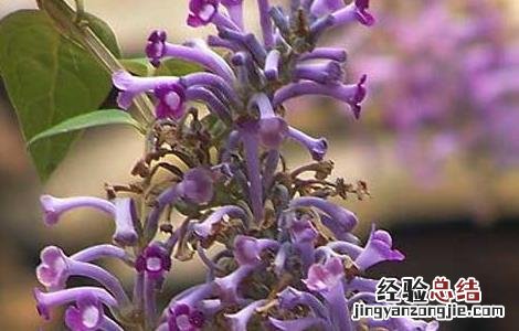 醉鱼草的功效与作用及禁忌 醉鱼草的功效与作用
