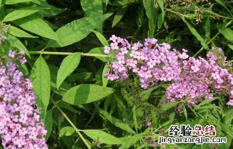 醉鱼草的功效与作用及禁忌 醉鱼草的功效与作用
