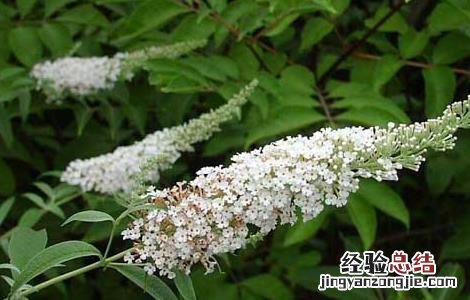 醉鱼草的功效与作用及禁忌 醉鱼草的功效与作用