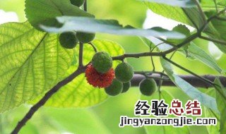 楮实子的营养价值 楮实子的药用价值