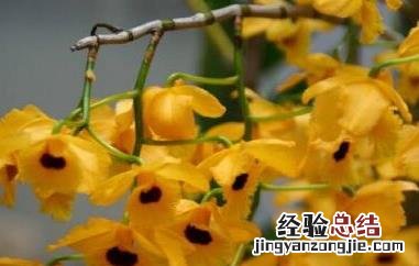 流苏石斛的功效与作用 流苏石斛的功效与作用及禁忌