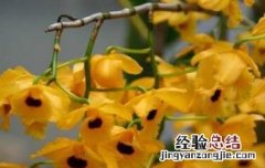 流苏石斛的功效与作用 流苏石斛的功效与作用及禁忌