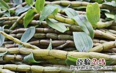 新鲜铁皮石斛怎么吃最好,每天吃多少? 新鲜铁皮石斛怎么吃最好
