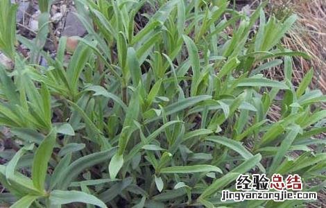 银柴胡的功效与作用