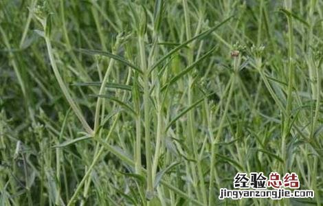 银柴胡的功效与作用