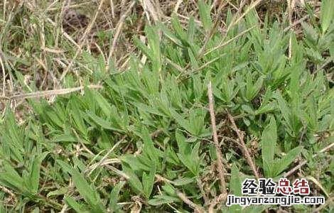 银柴胡的功效与作用