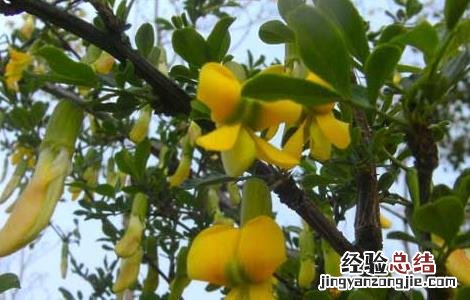 阳雀花的功效与作用 阳雀花的功效与作用 益肾