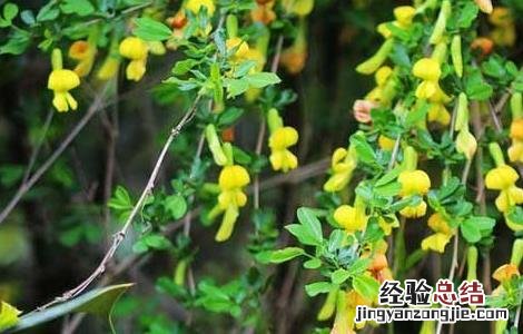 阳雀花的功效与作用 阳雀花的功效与作用 益肾