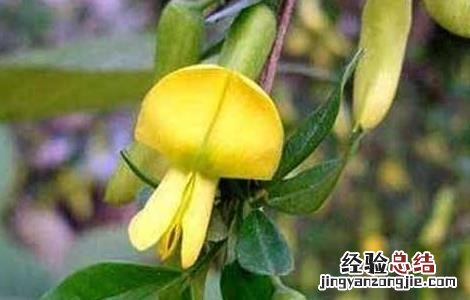 阳雀花的功效与作用 阳雀花的功效与作用 益肾
