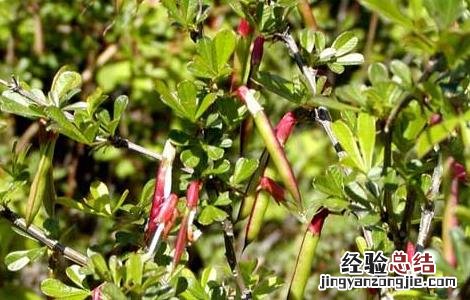 阳雀花的功效与作用 阳雀花的功效与作用 益肾