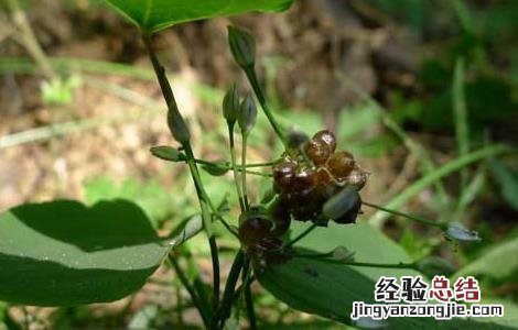薤白的功效与作用 薤白的功效与作用图片