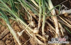 薤白的功效与作用 薤白的功效与作用图片