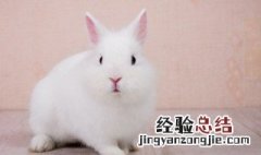 2011年属什么生肖 2011年属什么生肖属相几岁