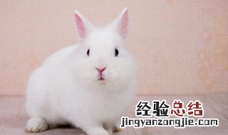 2011年属什么生肖 2011年属什么生肖属相几岁