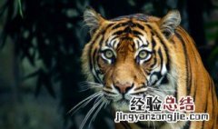1938年属什么生肖什么命 1938年属什么生肖