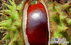 中药娑罗子的功效与作用 娑罗子的功效与作用
