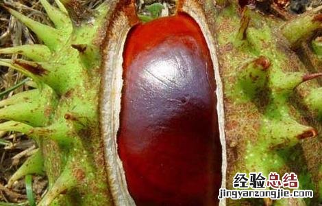 中药娑罗子的功效与作用 娑罗子的功效与作用