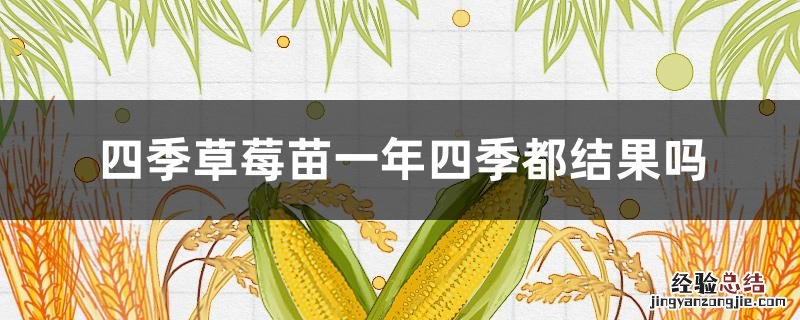 四季草莓苗什么时候结果 四季草莓苗一年四季都结果吗