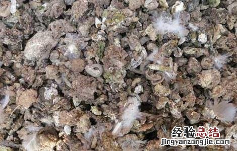 夜明砂的功效与作用 夜明砂的功效与作用及禁忌症