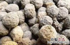 夜明砂的功效与作用 夜明砂的功效与作用及禁忌症