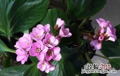 岩白菜的功效与作用小孩子可以吃吗 岩白菜的功效与作用