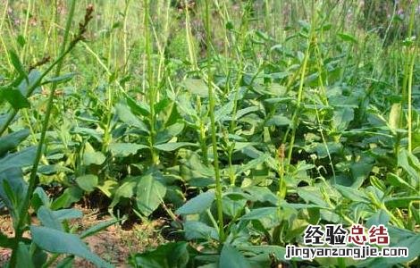 岩白菜的功效与作用小孩子可以吃吗 岩白菜的功效与作用