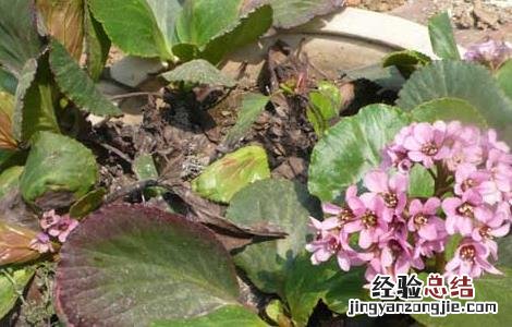岩白菜的功效与作用小孩子可以吃吗 岩白菜的功效与作用