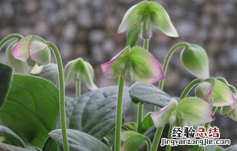 岩白菜的功效与作用小孩子可以吃吗 岩白菜的功效与作用
