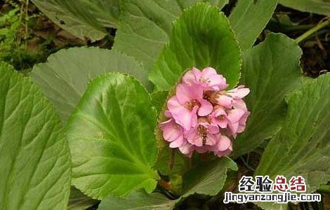 岩白菜的功效与作用小孩子可以吃吗 岩白菜的功效与作用