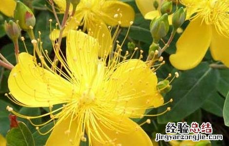 中药羊踯躅的功效与作用 羊踯躅的功效与作用
