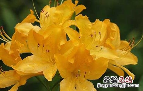 中药羊踯躅的功效与作用 羊踯躅的功效与作用
