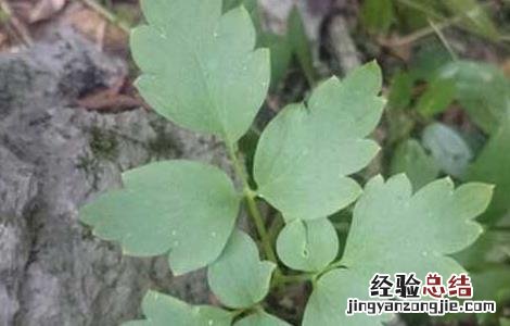 岩黄连的功效与作用 岩黄连的功效与作用,岩黄连的副作用