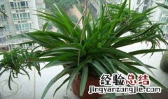 吊兰开花好不好 吊兰开花是什么意思