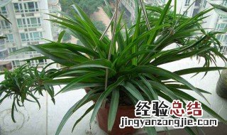 吊兰开花好不好 吊兰开花是什么意思