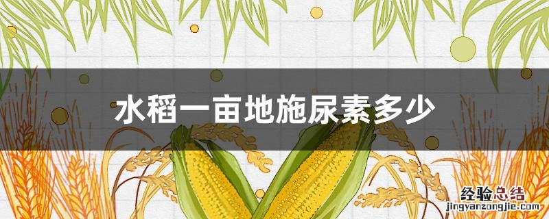 水稻一亩地施尿素多少 水稻一亩地施尿素多少斤肥料