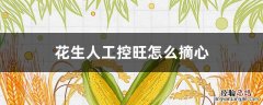 花生人工控旺怎么摘心 花生如何人工控旺