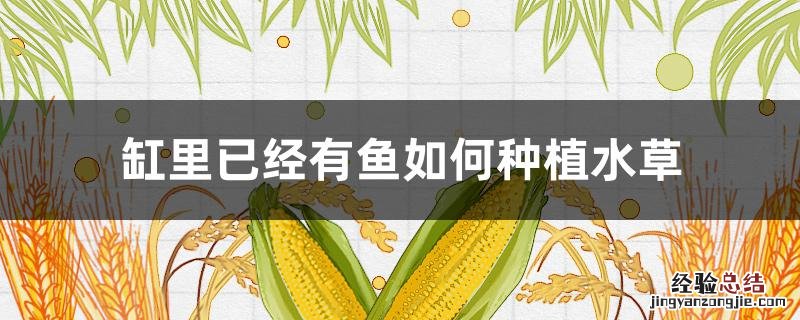 缸里已经有鱼如何种植水草 缸里已经有鱼如何种植水草视频