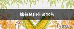 棉蓟马用什么农药 蓟马什么时候打药比较好